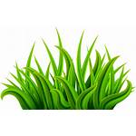 Grass Clip Clipart Herbs Transparent Yopriceville Webstockreview