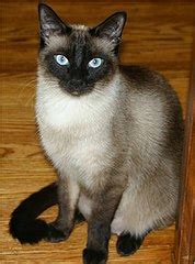 Cat's don't see in black and white. Kot syjamski - Wikipedia, wolna encyklopedia