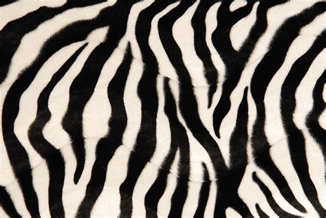 black and white zebra print background by kosst