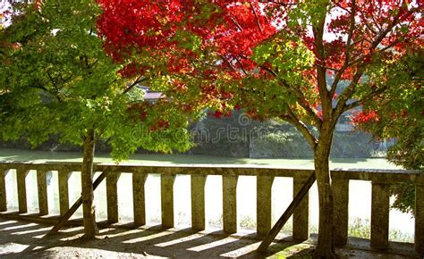 Autumn Trees In Japan Riverside Stock Image Image Of Shinto Culture