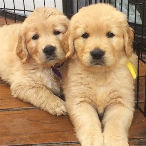 557 Best Golden Retrievers Images On Pinterest Animals Dog Golden