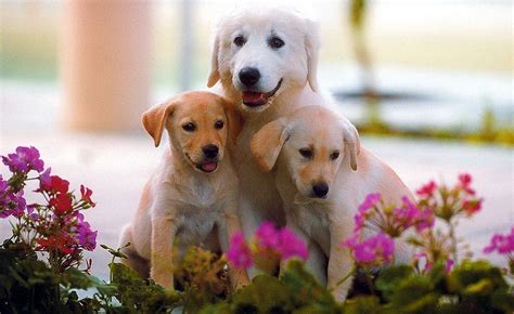48 Cute Baby Puppy Pictures Wallpaper Joyful Puppy