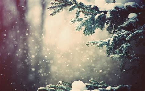 Snow Winter Trees Bokeh Wallpapers Hd Desktop And Mobile Backgrounds