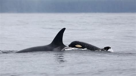 Southern Resident Killer Whales Spotted In Pacific Northwest Waters