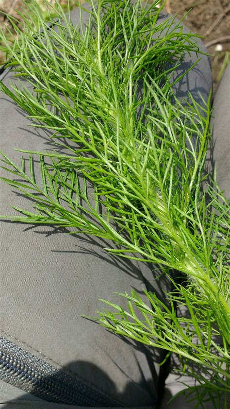 The leaves will omit a foul odor. Dog fennel, Sapelo island, Georgia Contains pyrrolizidine ...