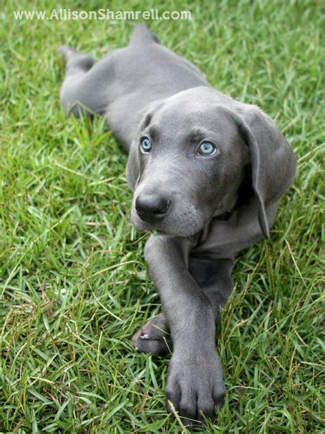 Pet Photography San Diego Weimaraner Puppies Cute Dogs Cute Puppies