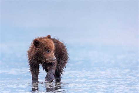 Grizzly Bear Cub On The Beach Fine Art Photo Print Photos By Joseph C