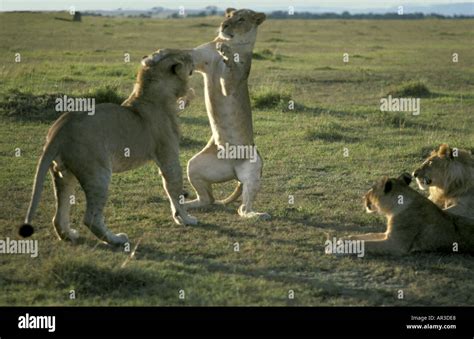 Young Lioness Standing On Her Hind Legs And Patting Her Front Paws On