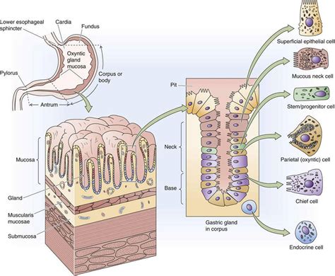 Functional Anatomy of the Stomach - Gastric Function - The