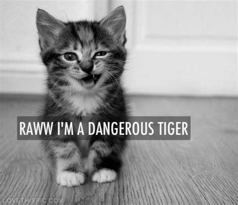 Raww Im A Dangerous Tiger Cute Animals Animals Cute Cats