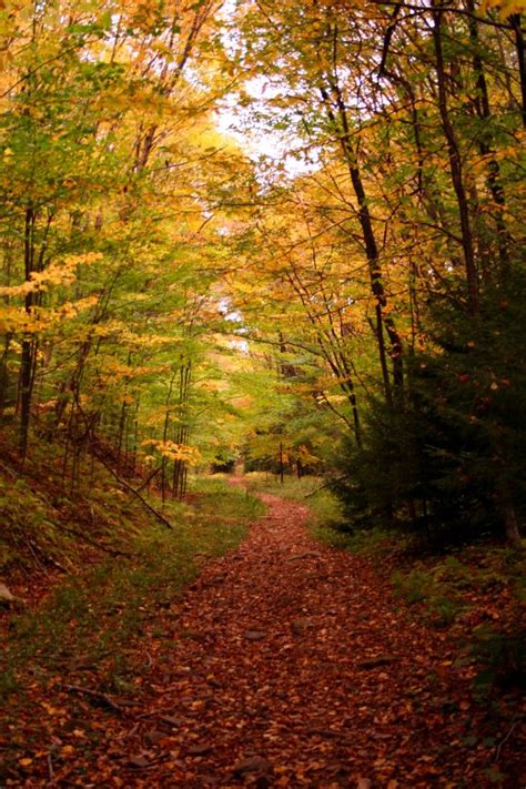 Autumn Hiking Trail Fall Hiking Trail Colorful Yellow Autumn