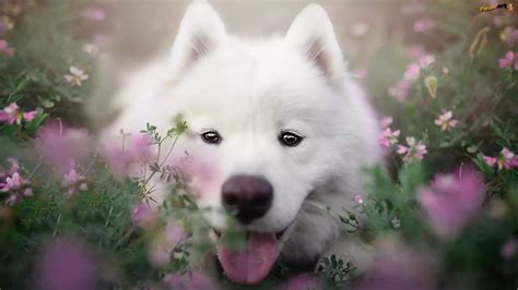 Kwiaty Pies Biały Samojed Zbliżenie