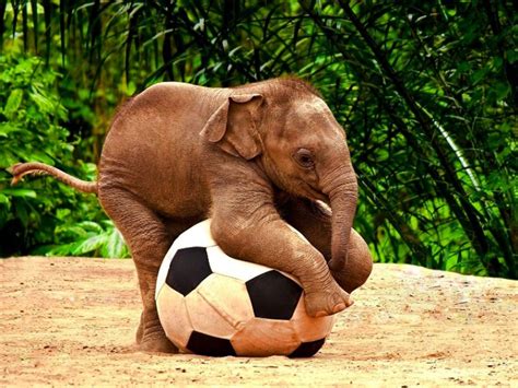 Just A Baby Elephant Playing With A Soccer Ball Raww
