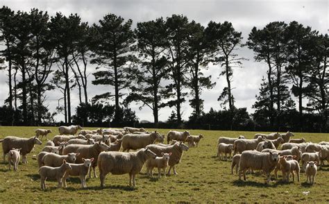 Farm Health Online Animal Health And Welfare Knowledge Hub Sheep