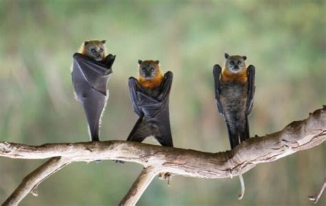 Bat Conservation Int Batconintl Twitter
