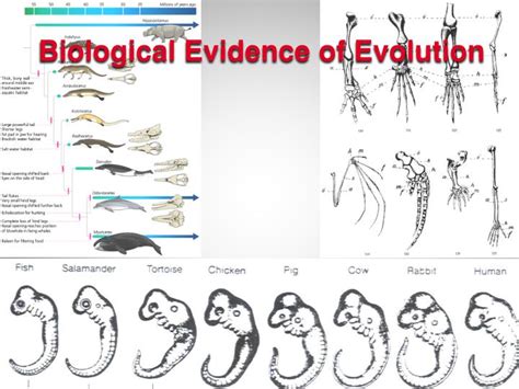 Ppt Biological Evidence Of Evolution Powerpoint Presentation Free
