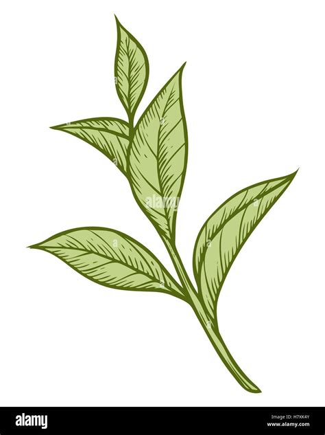 Green Tea Plant Leaf Hand Drawn Sketch Vector Illustration Floral