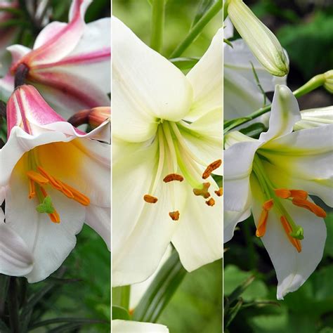 Buy Lily Collection Best White Lilies Collection £1598 Delivery By Crocus