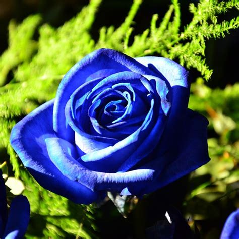 Голубые Розы Сорта С Фото И Названиями Telegraph