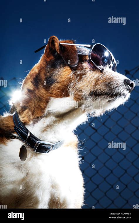 Dog Wearing Sunglasses With Moody Fashion Lighting Stock Photo Alamy