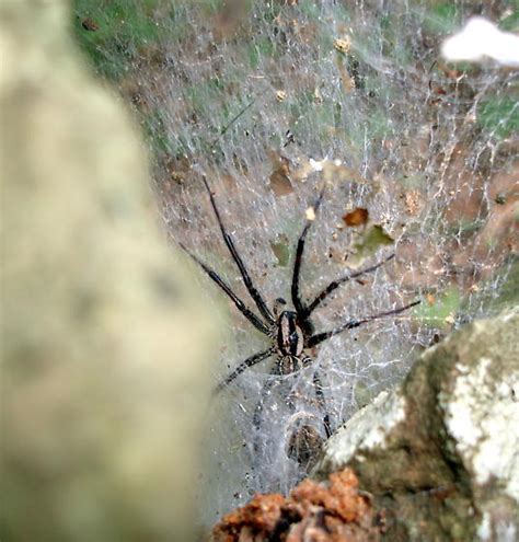 Funnel Web Or Grass Spider Bugguidenet