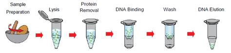 This procedure is similar to what scientists have to do before they can use the information contained in this dna. Bio-Helix