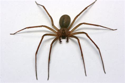 Are There Brown Recluse Spiders On Marthas Vineyard The Real Cape