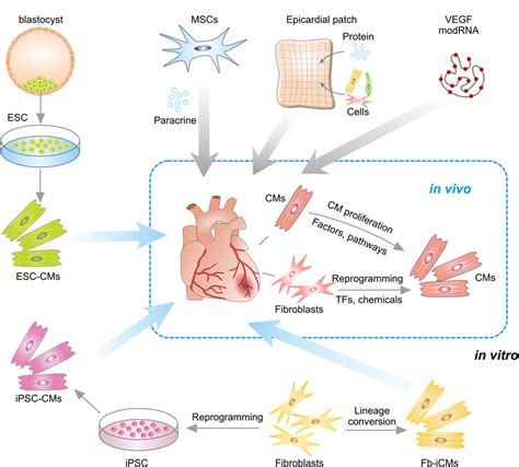 Heart Regeneration By Endogenous Stem Cells And Cardiomyocyte