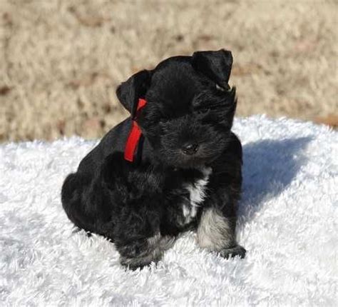 As a bonus, our puppies are a lot smaller—therefore, a lot cuter—in person. Toy Miniature Schnauzers | Toy, Teacup and Miniature ...