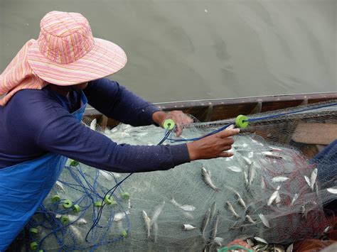Fao Guidelines On Small Scale Fisheries Adopted Too Big To Ignore