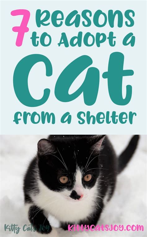 7 Reasons To Adopt A Cat From A Shelter Infographic In 2021 Cat