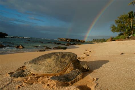 Sea Turtle With Rainbow Stock Photo Download Image Now Istock