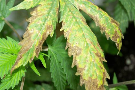 Leaf Browning What Is It And How To Prevent It California Lightworks