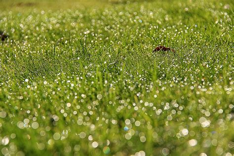 Wallpaper Sunlight Water Nature Field Green Morning Dew Daisy