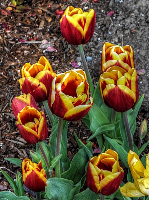 Thom Zehrfeld Photography Spring Flowers In Oregon City