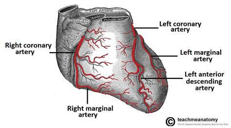 Vasculature Of The Heart Teachmeanatomy