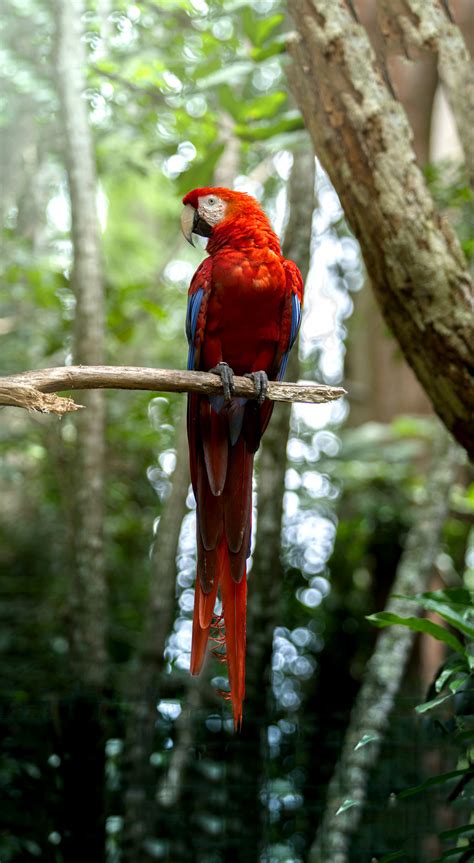 Fotos Gratis Loro Animal Pájaro Costa Rica Color Bosque