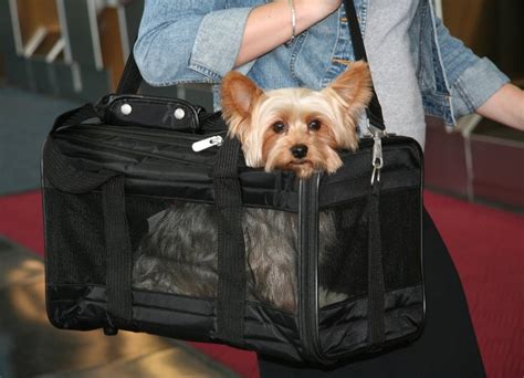 Our online store offers designer dog carriers so that your beloved pooch can be carried in luxury. Small Dog Carriers - All About Bichon Frise Dogs