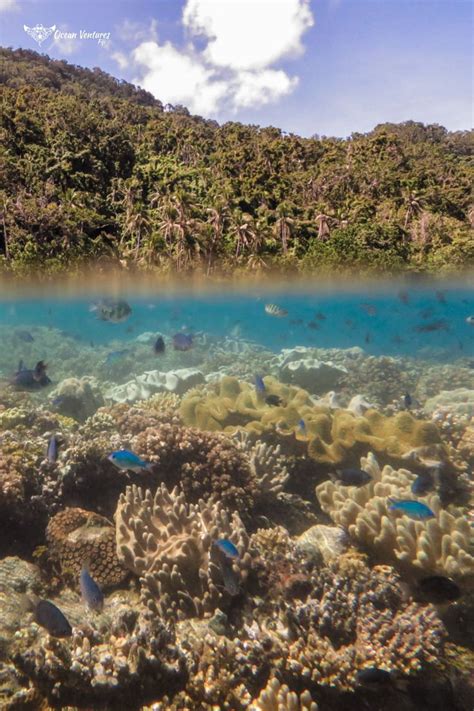 Video Underwater Scenes From Natewa Bay Vanua Levu Fiji Islands In