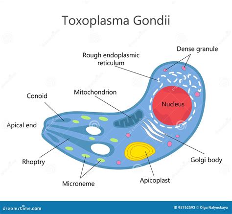 Toxoplasma Gondii Estructura Y Anatom A Celular Ilustraci N Del Vector
