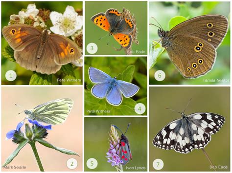 The Nhbs Guide To Uk Butterfly Identification