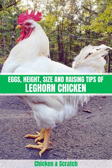 Leghorn Chicken Eggs Height Size And Raising Tips