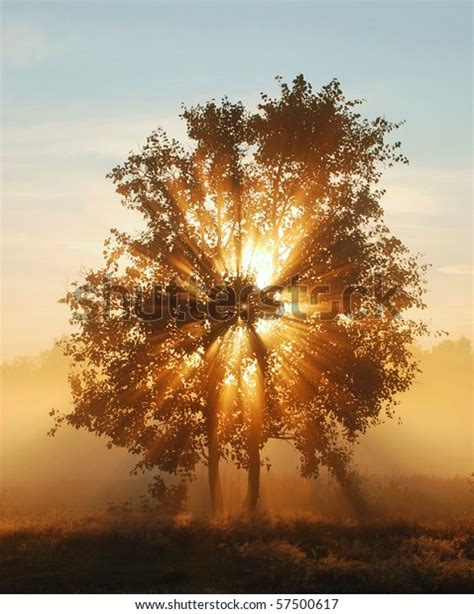 Beams Morning Sun Filtering Through Tree Stock Photo Edit Now 57500617