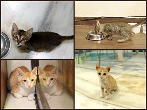 Cat For Adoption In Delhi The W Guide