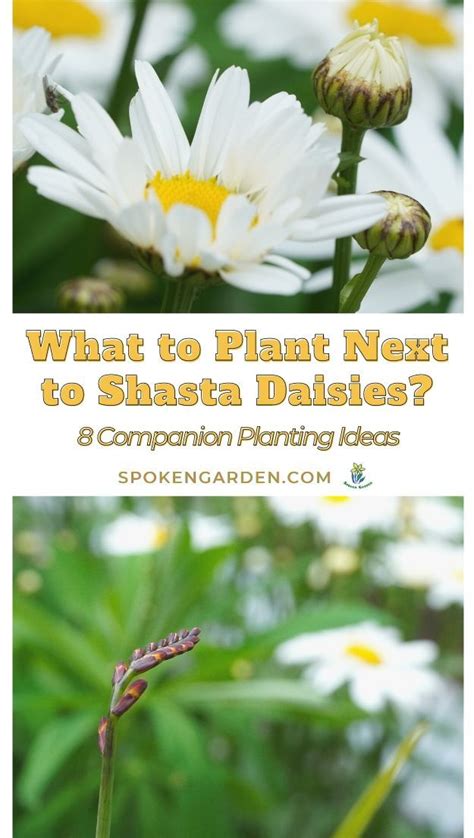 What To Plant With Shasta Daisies 8 Perfect Companion Plants For Your