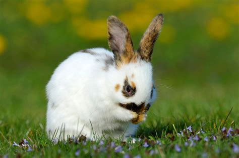 Cutest Easter Bunnies Photos Abc News