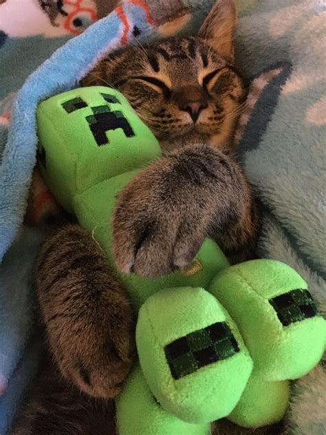 Minecraft Wallpaper Creeper Cat