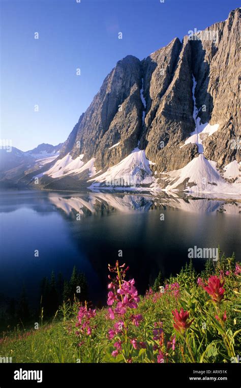 Wildflowers Floe Lake The Rockwall Kootenay National Park British