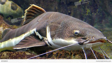 Redtail Catfish Phractocephalus Hemioliopterus Stock Video Footage