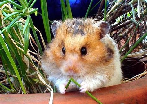 Tagged Sulaiman Ks Profile Cute Hamsters Pet Rodents